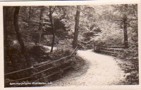 NÖ: Gruß aus Maissau 1923 Waldweg